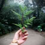 person holding green leaf plant