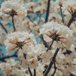 close up shot of white cherry blossoms in bloom