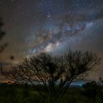 stars over trees at night