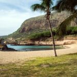 photo of coconut trees near body of water