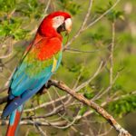 a macaw perched on a branch